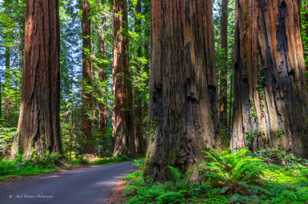 Avenue of the Giants-3610.jpg